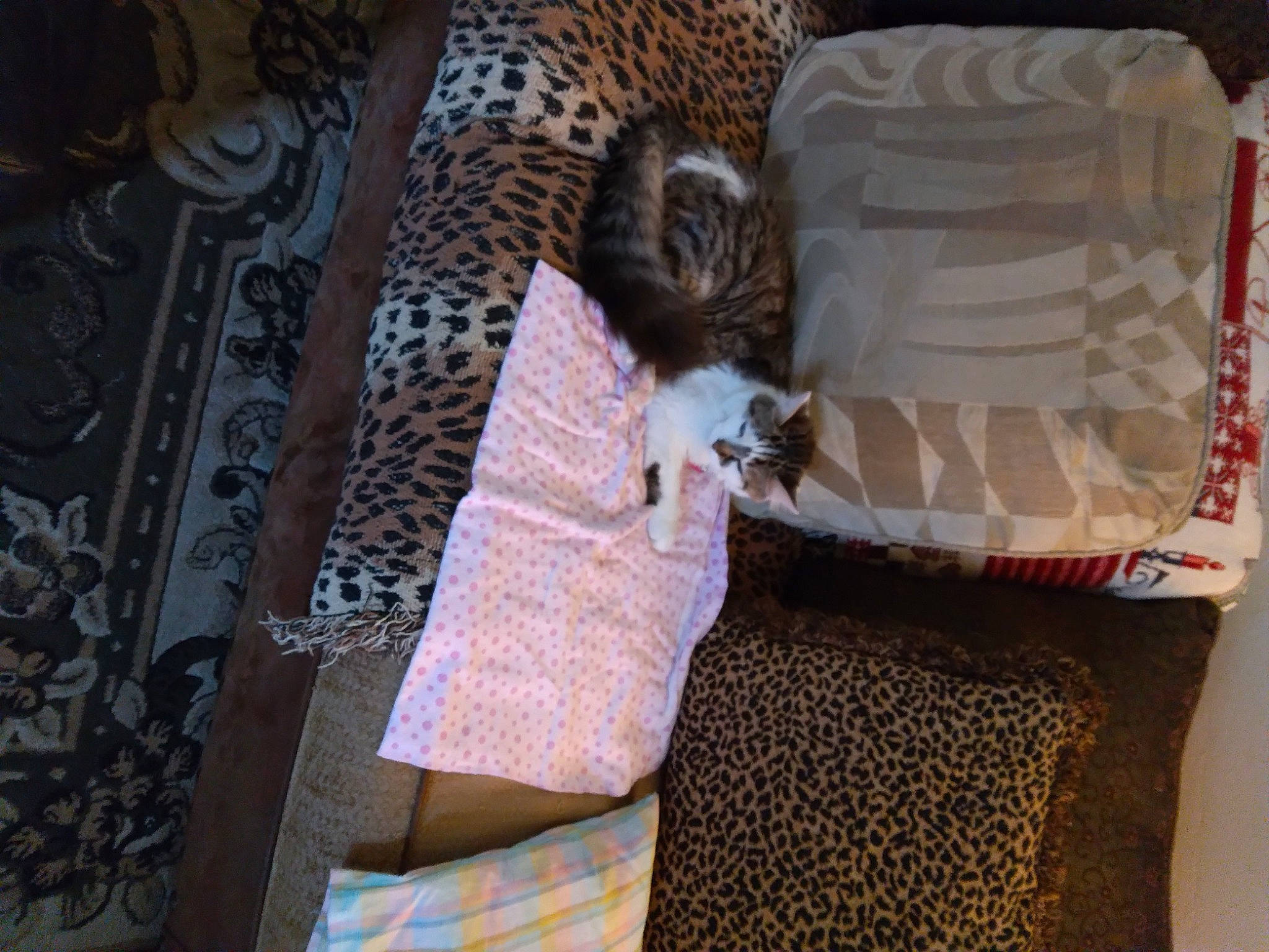 Tabitha joined the competition — help win amazing prizes! beak, big_cats, bird, carnivore, comfort, fawn, felidae, fur, galliformes, jaguar, leopard, linens, pattern, phasianidae, sleeve, small_to_medium_sized_cats, tail, terrestrial_animal, whiskers, wildlife