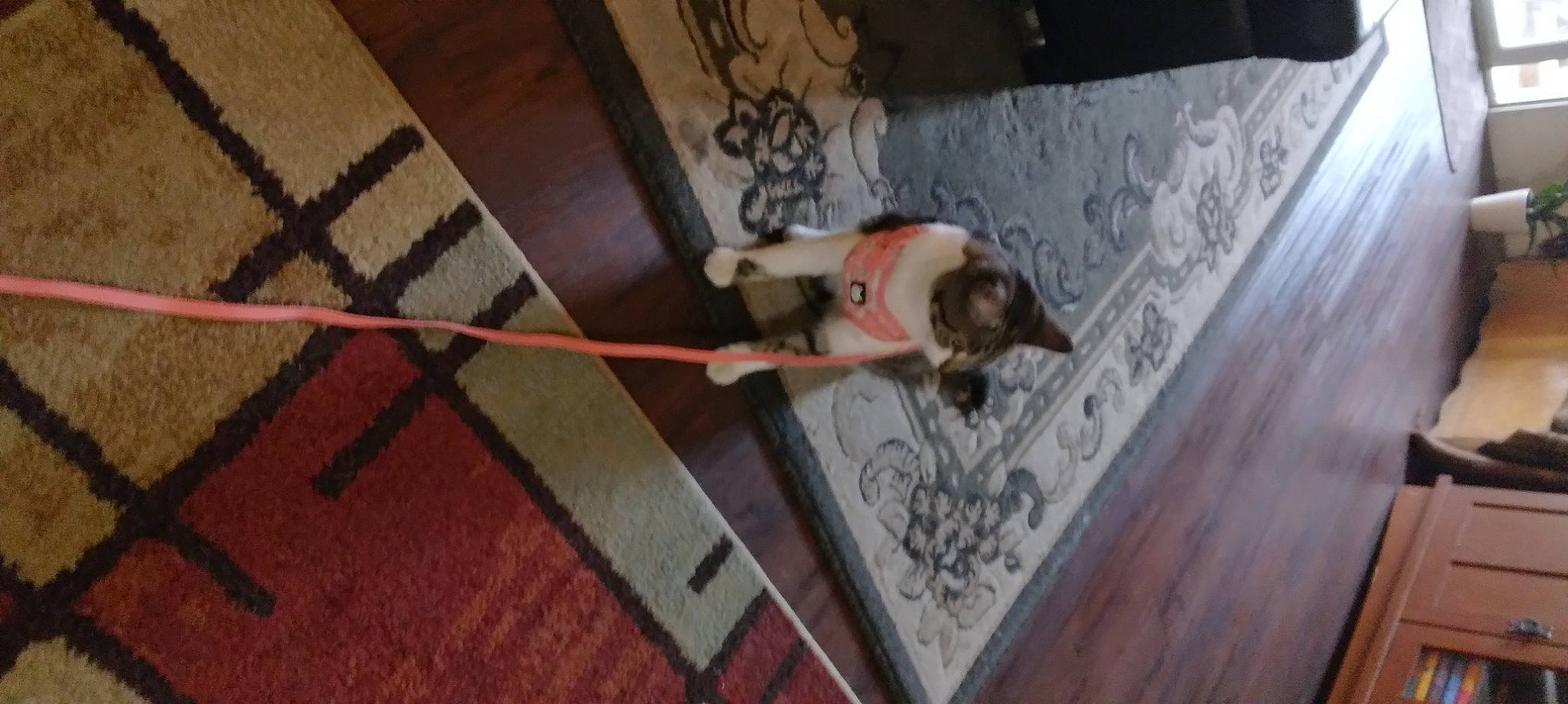 Minni is registered to the contest to win money with this photo: canidae, dog, dog_breed, elbow, fawn, floor, flooring, fun, hardwood, human_leg, pattern, plywood, room, sporting_group, thigh, visual_arts, wood, wood_flooring, wood_stain