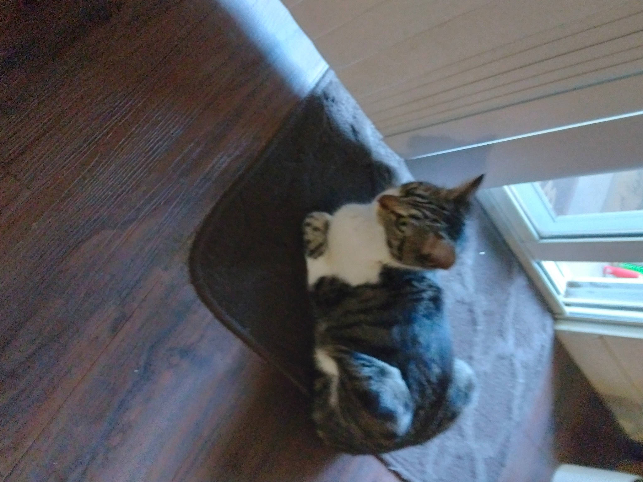 Minni joined the competition — help win amazing prizes! carnivore, cat, comfort, dog_breed, domestic_short_haired_cat, fawn, felidae, floor, flooring, fur, hardwood, laminate_flooring, plank, small_to_medium_sized_cats, tail, varnish, whiskers, wood, wood_flooring, wood_stain