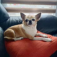 Fripouille a rejoint le concours — aidez-le/la à gagner de superbes lots ! dog, chihuahua, small_dog, pet, animal, couch, red_cushion, leather, indoor, window_blinds, daylight, relaxed, lying_down, fur, ears, eyes, snout, paw, cozy, home