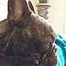 dog, french_bulldog, brindle, close_up, side_profile, pet, animal, indoor, blanket, blue_blanket, resting, face, ears, paw, cozy, potted_plant, decor, fur, looking, relaxed