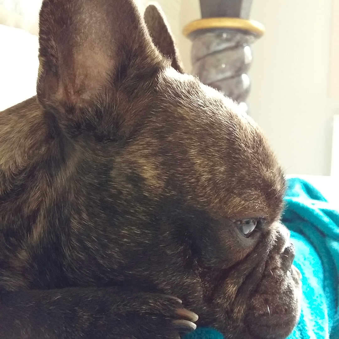 Loki a rejoint le concours — aidez-le/la à gagner de superbes lots ! dog, french_bulldog, brindle, close_up, side_profile, pet, animal, indoor, blanket, blue_blanket, resting, face, ears, paw, cozy, potted_plant, decor, fur, looking, relaxed