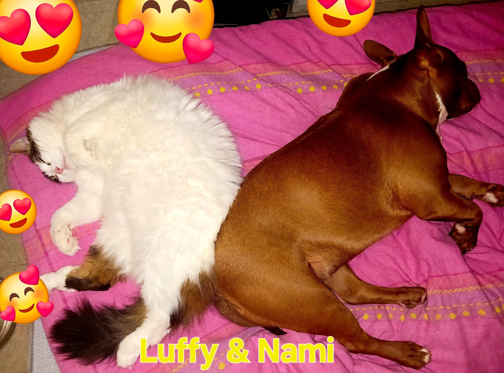 Nami participe au concours pour gagner de l'argent avec cette photo : bean_bag, carnivore, comfort, companion_dog, dog, dog_breed, dog_supply, fawn, flooring, foot, fur, liver, magenta, paw, pet_supply, pink, tail, toy, working_animal, yellow