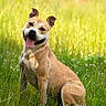Elpis participe au concours pour gagner de l'argent avec cette photo : dog, tan_coat, grass, outdoor, sunlight, pet, happy, tongue_out, ears_perked, sitting, nature, greenery, canine, animal, field, summer, playful, friendly, mammal, portrait