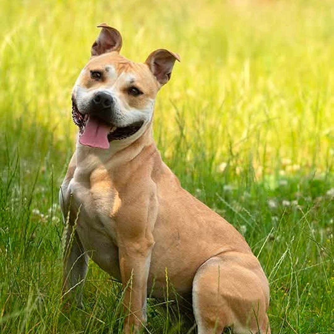 Elpis participe au concours pour gagner de l'argent avec cette photo : dog, tan_coat, grass, outdoor, sunlight, pet, happy, tongue_out, ears_perked, sitting, nature, greenery, canine, animal, field, summer, playful, friendly, mammal, portrait