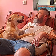 Elpis a rejoint le concours — aidez-le/la à gagner de superbes lots ! man, dog, armchair, beard, tattoo, casual_clothing, shorts, indoor, pink_wall, painting, relaxed, friendship, pet, furniture, seated, smiling_dog, home, human, comfort, leisure