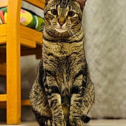 Max is registered to the contest to win money with this photo: cat, tabby_cat, animal, pet, indoor, floor, wooden_chair, cushion, furniture, curious, sitting, portrait, whiskers, ears, eyes, striped, closeup, domestic_cat, feline, mammal