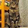 cat, tabby_cat, animal, pet, indoor, floor, wooden_chair, cushion, furniture, curious, sitting, portrait, whiskers, ears, eyes, striped, closeup, domestic_cat, feline, mammal