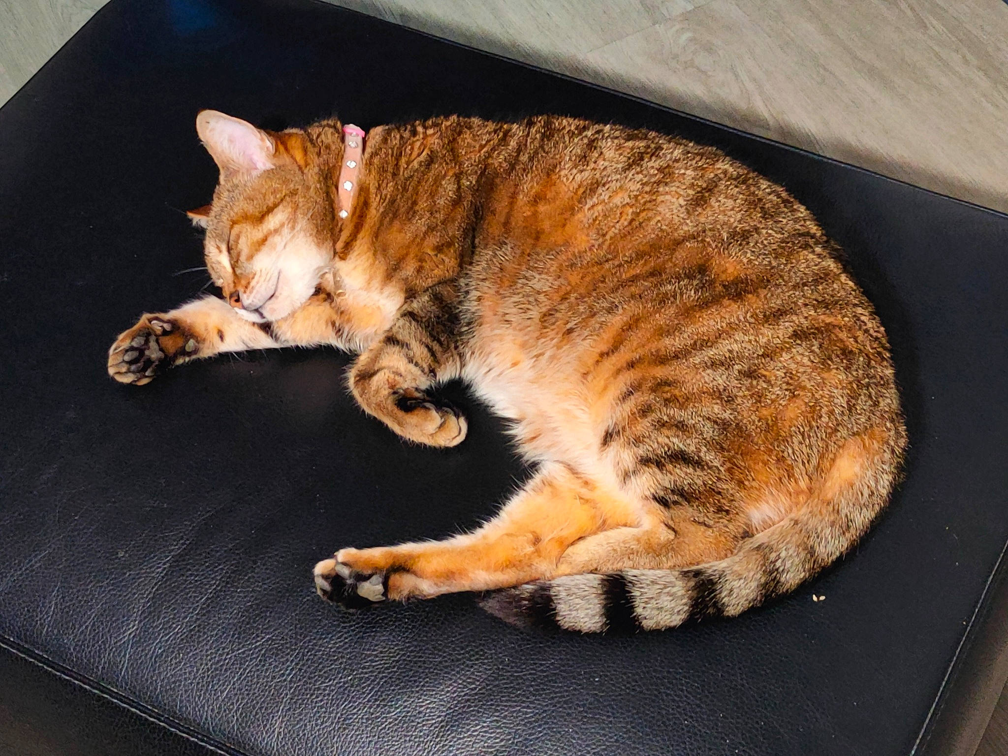 Jenna a rejoint le concours — aidez-le/la à gagner de superbes lots ! carnivore, cat, cat_supply, claw, comfort, domestic_short_haired_cat, door, eye, felidae, foot, fur, nap, paw, small_to_medium_sized_cats, snout, tail, terrestrial_animal, whiskers, window, wood