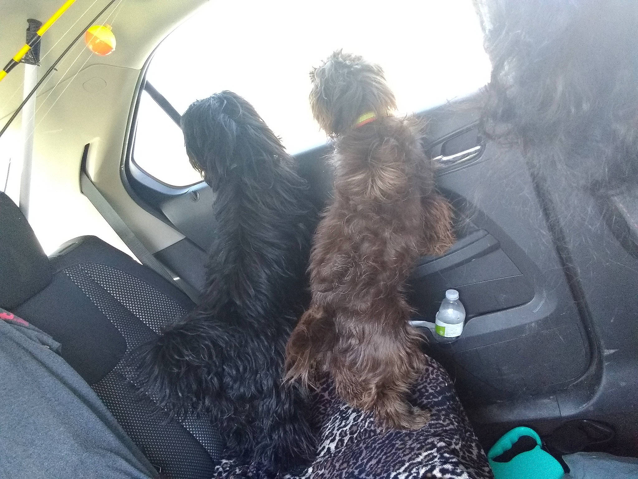 Miracle is registered to the contest to win money with this photo: auto_part, automotive_window_part, canidae, car, car_seat, family_car, fur, long_hair, sporting_group, vehicle, vehicle_door