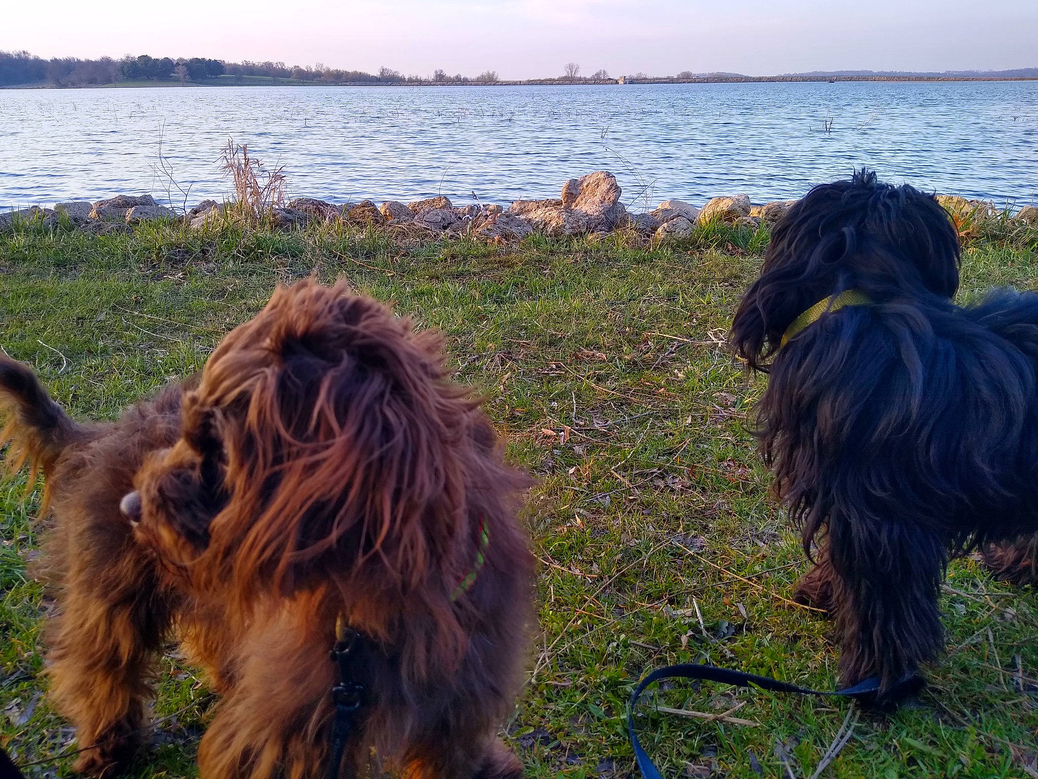 Miracle joined the competition — help win amazing prizes! bergamasco_shepherd, briard, canidae, cao_da_serra_de_aires, carnivore, dog, dog_breed, grass, mammal, sporting_group, terrier, tibetan_terrier, vertebrate