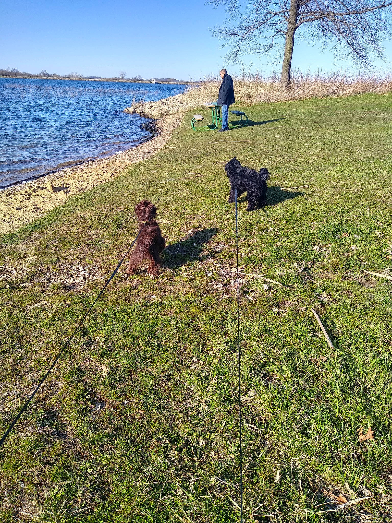 Miracle is registered to the contest to win money with this photo: canidae, cliff, coast, coastal_and_oceanic_landforms, dog_walking, grass, grass_family, headland, meadow, mountain, pasture, plant, rock, sea, shadow, sporting_group, terrain, tree, wildflower