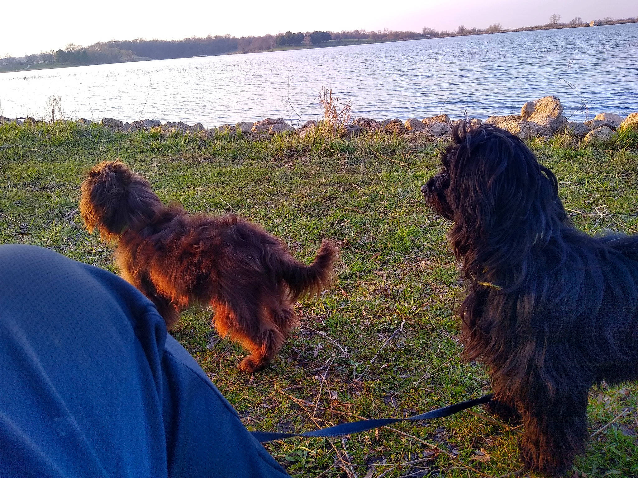 Miracle joined the competition — help win amazing prizes! briard, canidae, cao_da_serra_de_aires, carnivore, dog, dog_breed, mammal, sporting_group, terrier, vertebrate