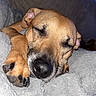 Kota is registered to the contest to win money with this photo: dog, sleeping, paw, blanket, couch, relaxed, cozy, indoor, pet, brown_dog, snout, fur, napping, closeup, canine, resting, domestic_animal, face, animal, comfort