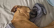 Kota is registered to the contest to win money with this photo: animal, bed, blanket, brown_dog, canine, comfort, cozy, dog, domestic_pet, fur, home, indoor, laying_down, napping, peaceful, pillow, quiet, relaxation, rest, sleeping