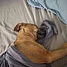 Kota is registered to the contest to win money with this photo: dog, sleeping, bed, blanket, pillow, brown_dog, rest, cozy, indoor, relaxation, napping, canine, fur, comfort, home, quiet, peaceful, animal, laying_down, domestic_pet