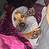 Kota joined the competition — help win amazing prizes! animal, bed, blanket, canine, comfort, cozy, cute, dog, fur, fur_paw, indoor, paw, pet, plush, portrait, relaxed, resting, sleepy, snug, warm