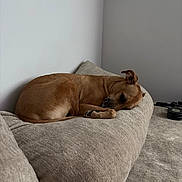Kota joined the competition — help win amazing prizes! dog, brown_dog, sleeping, couch, beige, indoor, pet, relaxing, cozy, furniture, animal, resting, calm, home, domestic_animal, canine, fur, living_room, neutral_colors, quiet