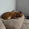 Kota joined the competition — help win amazing prizes! animal, beige, brown_dog, calm, canine, couch, cozy, dog, domestic_animal, fur, furniture, home, indoor, living_room, neutral_colors, pet, quiet, relaxing, resting, sleeping