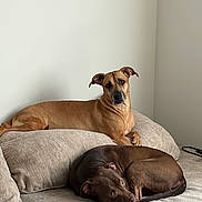 Kota joined the competition — help win amazing prizes! animal, blank_wall, brown_dog, canine, companion, couch, cozy, curled_up, dog, furniture, home, indoor, living_room, pet, quiet, relaxed, resting, sleeping, tan_dog, two_dogs