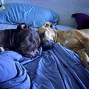 Odin joined the competition — help win amazing prizes! animal, bed, blue_blanket, brown_dog, canine, close_up, companion, cozy, dog, friendship, household, indoor, peaceful, pet, pillow, relaxation, resting, sleeping, tan_dog, two_dogs
