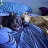 animal, bed, blue_blanket, brown_dog, canine, close_up, companion, cozy, dog, friendship, household, indoor, peaceful, pet, pillow, relaxation, resting, sleeping, tan_dog, two_dogs