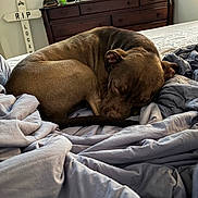 Odin joined the competition — help win amazing prizes! dog, sleeping, bed, blanket, indoor, furniture, dresser, peaceful, brown_dog, curled_up, resting, cozy, home, quiet, napping, soft_light, wooden_furniture, memorial_cross, calm, relaxation