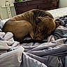 bed, blanket, brown_dog, calm, cozy, curled_up, dog, dresser, furniture, home, indoor, memorial_cross, napping, peaceful, quiet, relaxation, resting, sleeping, soft_light, wooden_furniture
