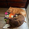 animal, blanket, brown_dog, companion, cozy, curled_up, dog, dog_bed, dogs, floor, furniture, indoor, paw, pet, relaxing, resting, sleeping, snuggle, tan_dog, wooden_dresser