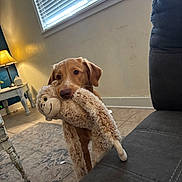Blake joined the competition — help win amazing prizes! dog, puppy, golden_retriever, toy, plush_toy, indoor, living_room, carpet, lamp, window, blinds, sofa, tile_floor, furniture, cute, pet, animal, home, playful, domestic