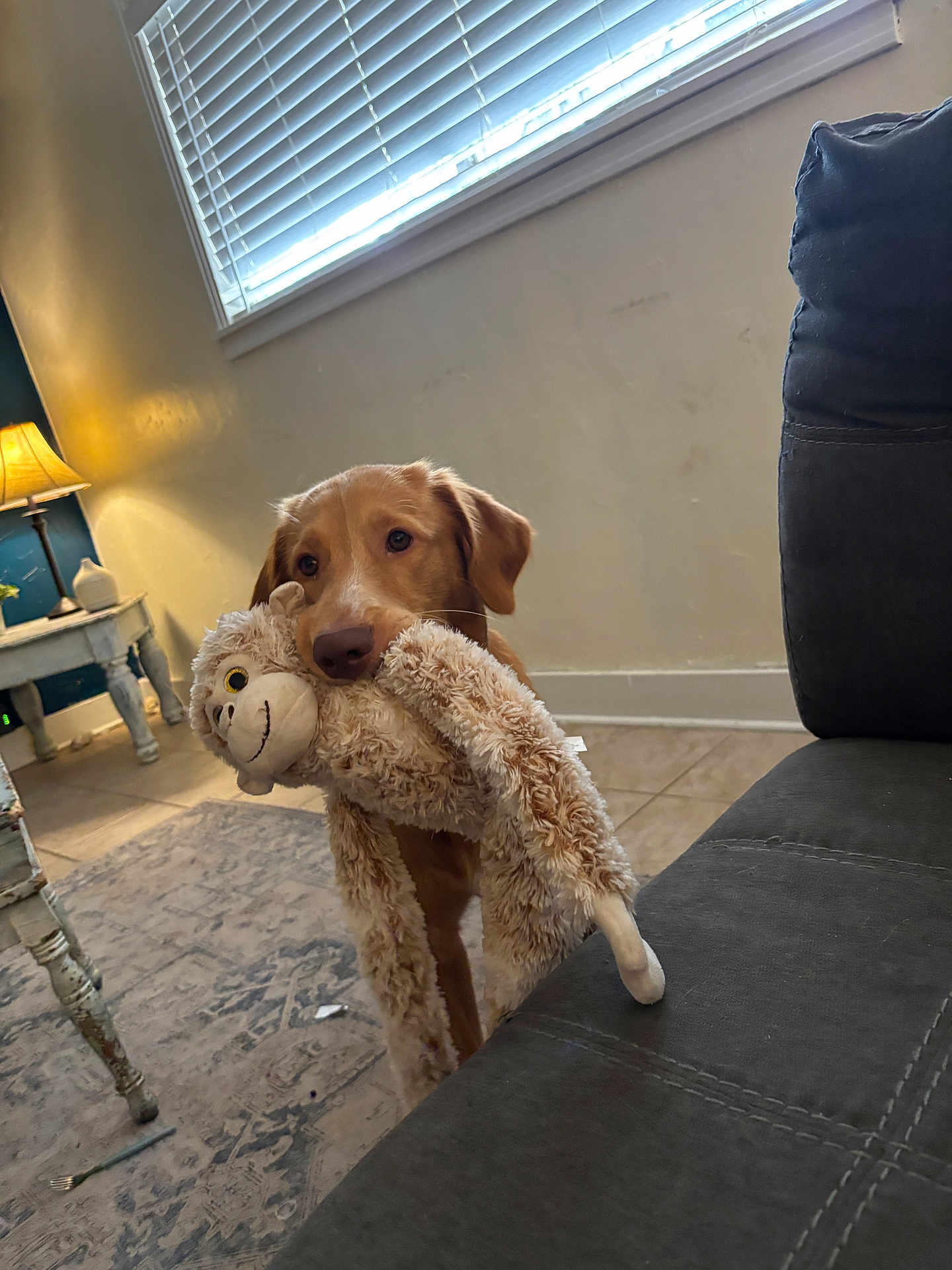 Blake joined the competition — help win amazing prizes! dog, puppy, golden_retriever, toy, plush_toy, indoor, living_room, carpet, lamp, window, blinds, sofa, tile_floor, furniture, cute, pet, animal, home, playful, domestic