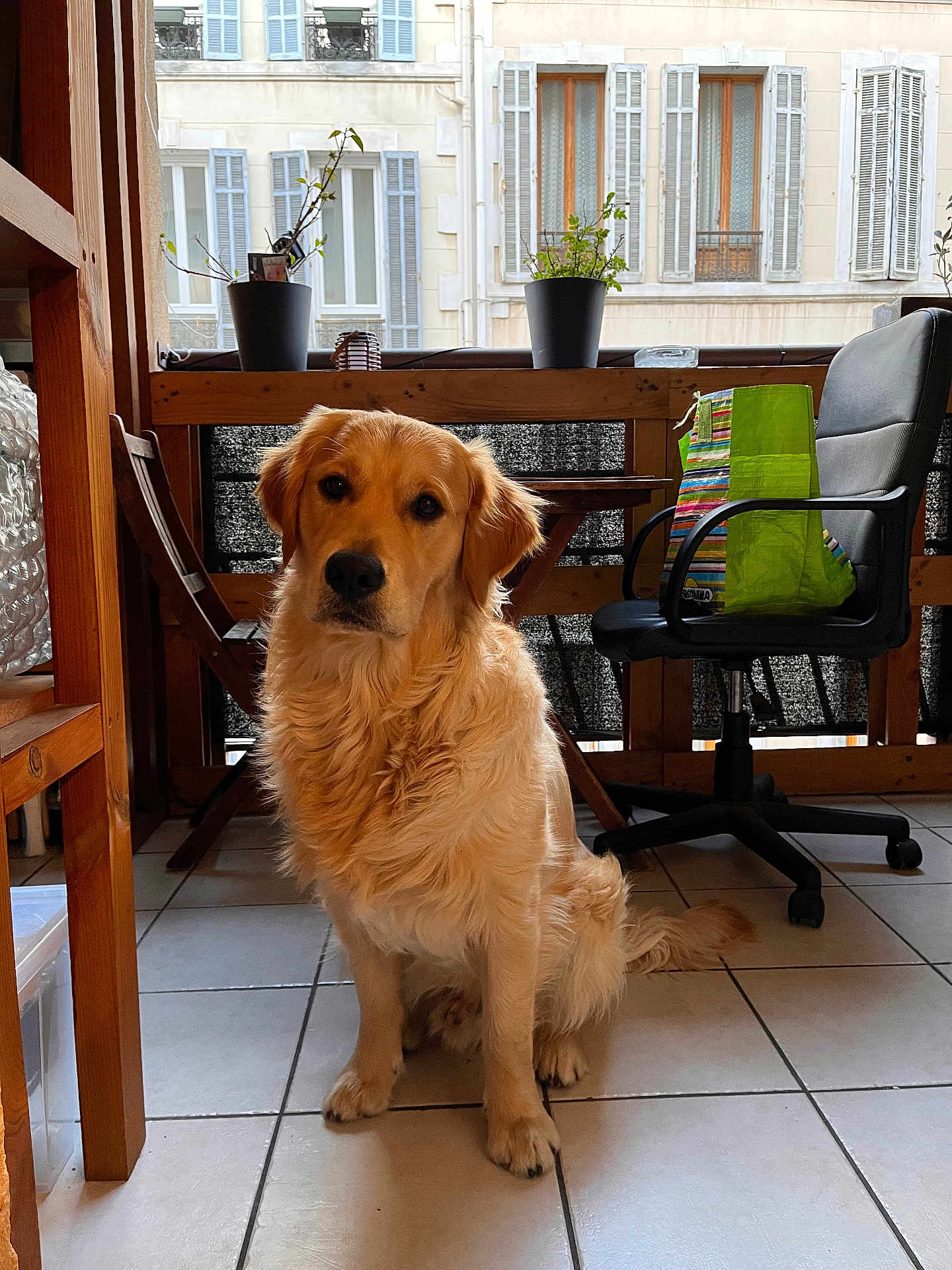 Vito participe au concours pour gagner de l'argent avec cette photo : dog, golden_retriever, pet, indoor, tiled_floor, office_chair, wooden_table, potted_plant, balcony, window_shutters, green_bag, sitting, portrait, fur, tail, paws, curious, home_interior, natural_light, tiles