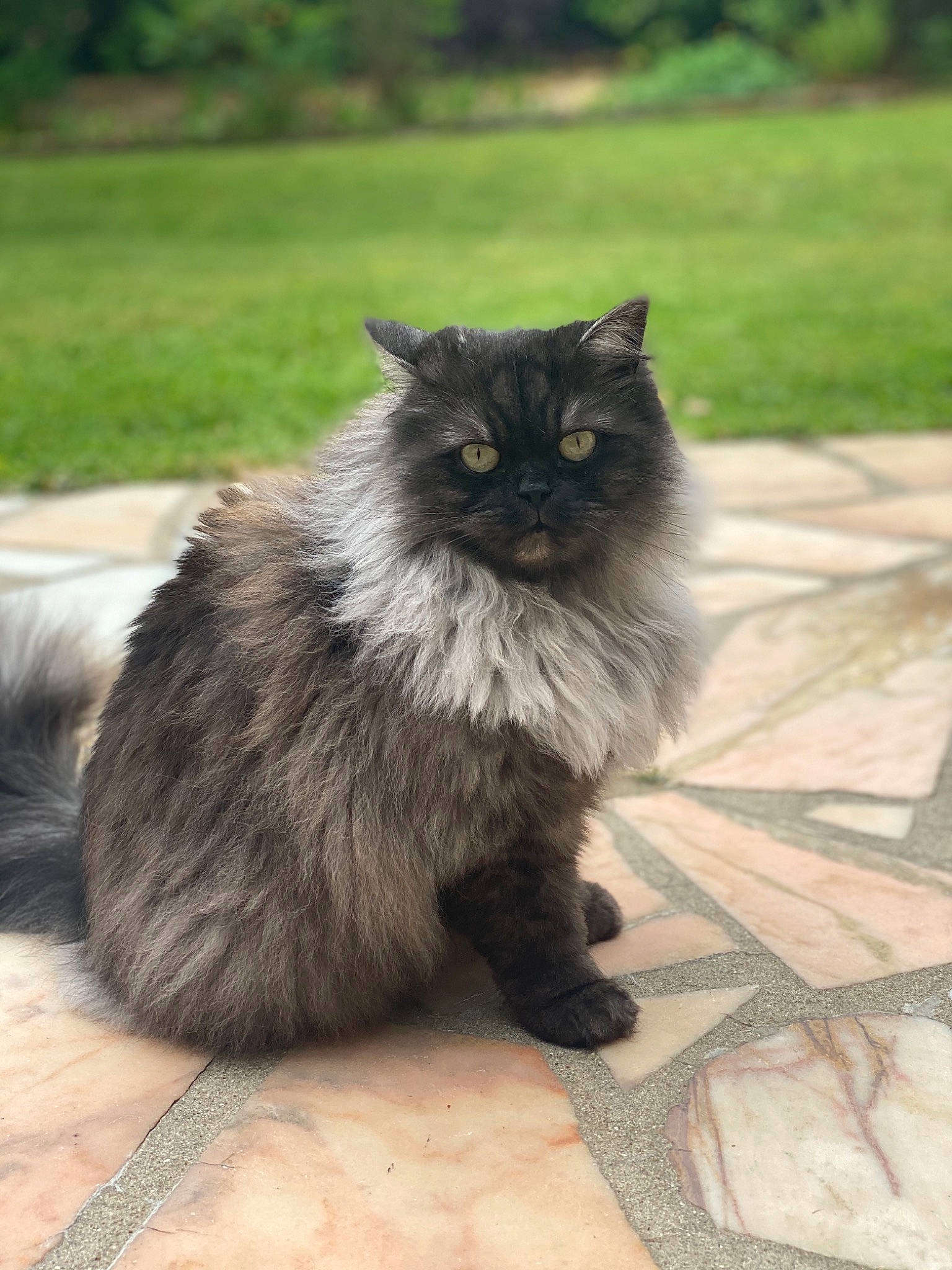 Kitty participe au concours pour gagner de l'argent avec cette photo : asian_semi_longhair, black_cat, british_longhair, british_semi_longhair, carnivore, cat, cymric, domestic_long_haired_cat, felidae, fur, maine_coon, mammal, nebelung, norwegian_forest_cat, persian, ragamuffin, siberian, small_to_medium_sized_cats, vertebrate, whiskers