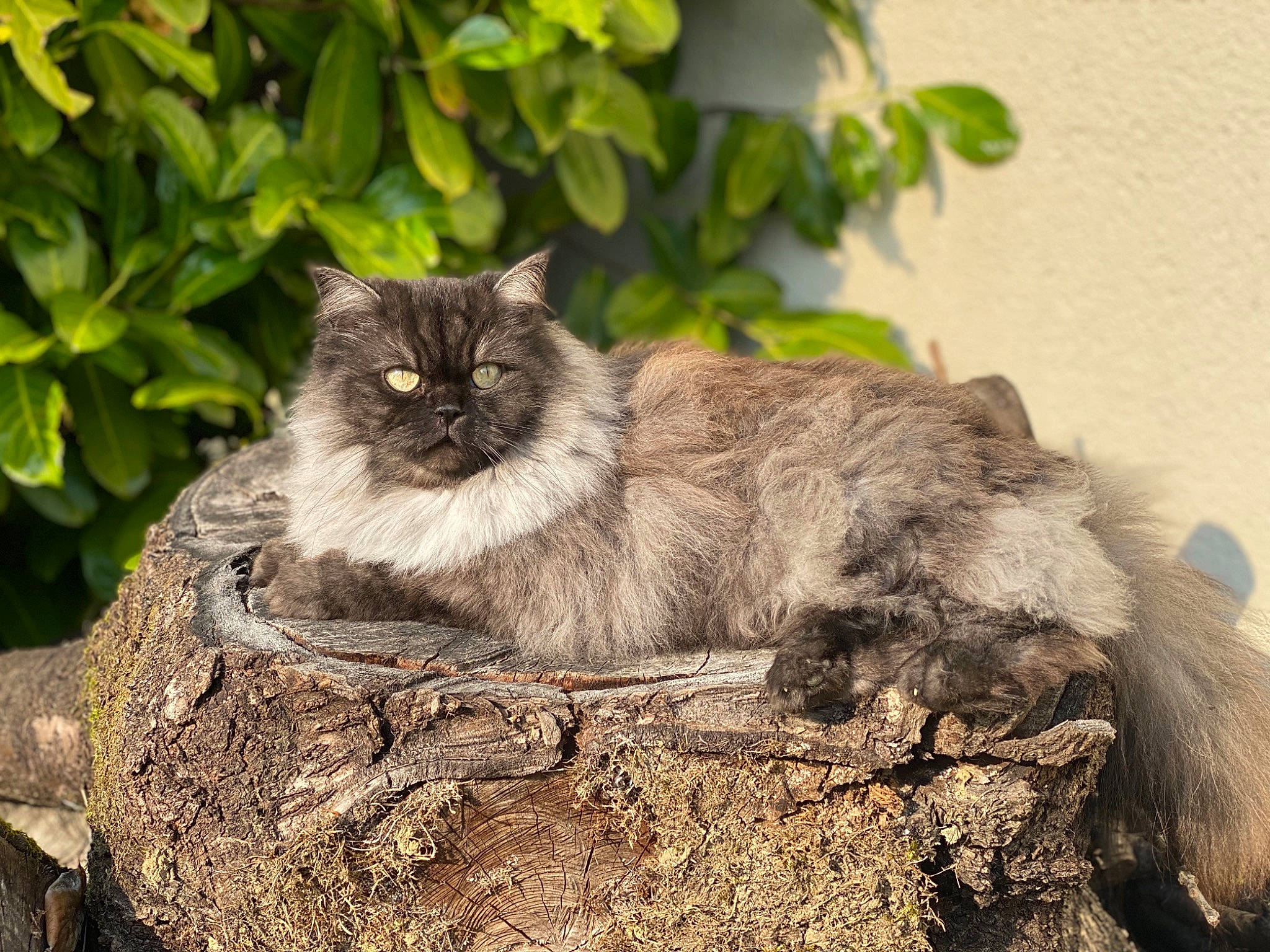 Kitty a rejoint le concours — aidez-le/la à gagner de superbes lots ! asian_semi_longhair, british_longhair, british_semi_longhair, carnivore, cat, domestic_long_haired_cat, felidae, fur, maine_coon, mammal, nebelung, norwegian_forest_cat, persian, plant, ragamuffin, siberian, small_to_medium_sized_cats, vertebrate, whiskers, wild_cat
