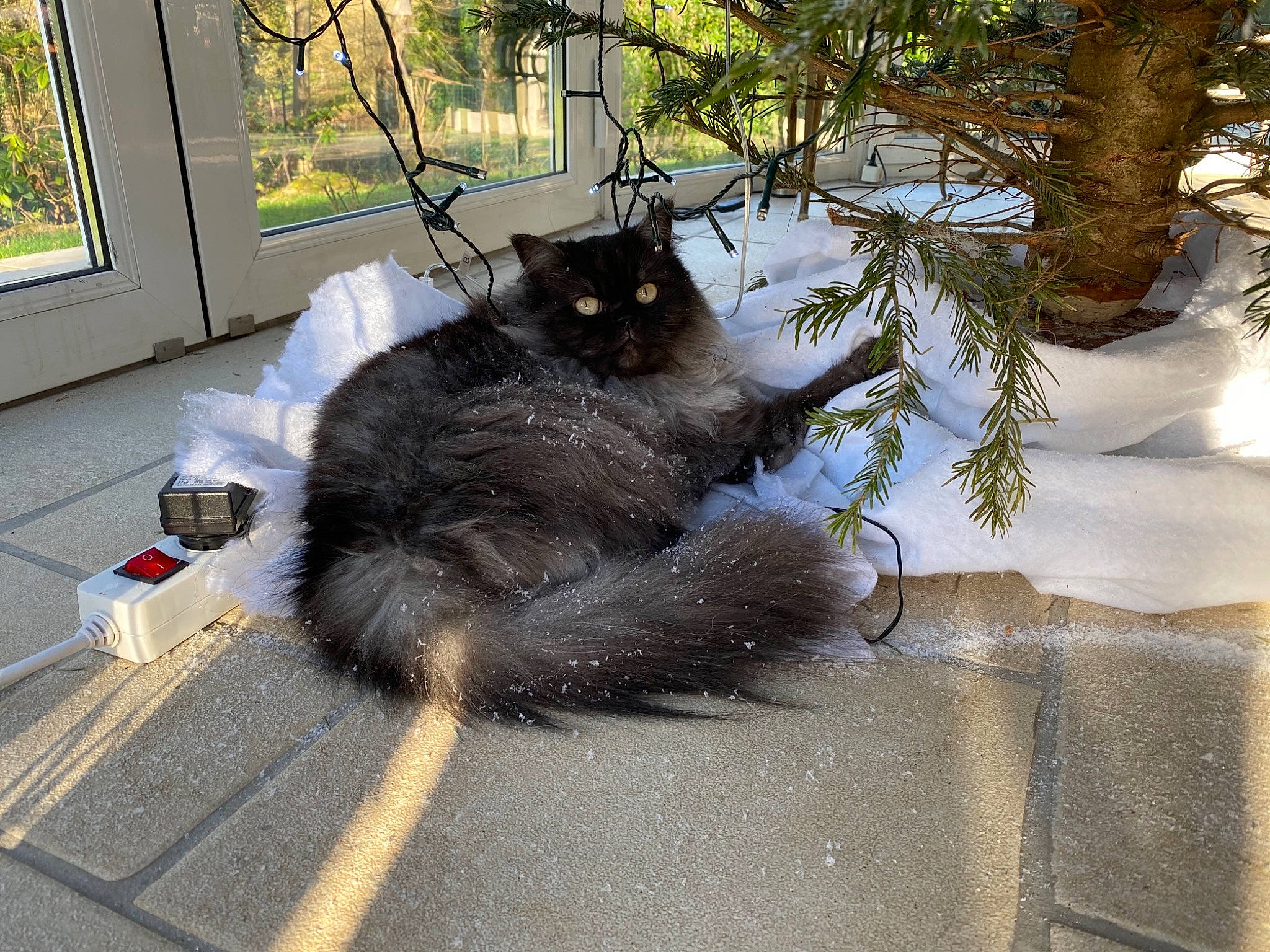 Kitty participe au concours pour gagner de l'argent avec cette photo : asian_semi_longhair, carnivore, cat, domestic_long_haired_cat, felidae, fur, maine_coon, nebelung, norwegian_forest_cat, persian, plant, polydactyl_cat, ragamuffin, roof, siberian, small_to_medium_sized_cats, tail, tree, whiskers, window