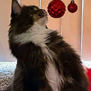 Riley joined the competition — help win amazing prizes! cat, christmas_tree, christmas_ornaments, red_baubles, white_tree_branch, carpet, red_tree_skirt, indoor, furry_pet, pet, curious, decorations, holiday, festive, fluffy, animal, domestic_cat, close_up, side_view, vertical_blinds