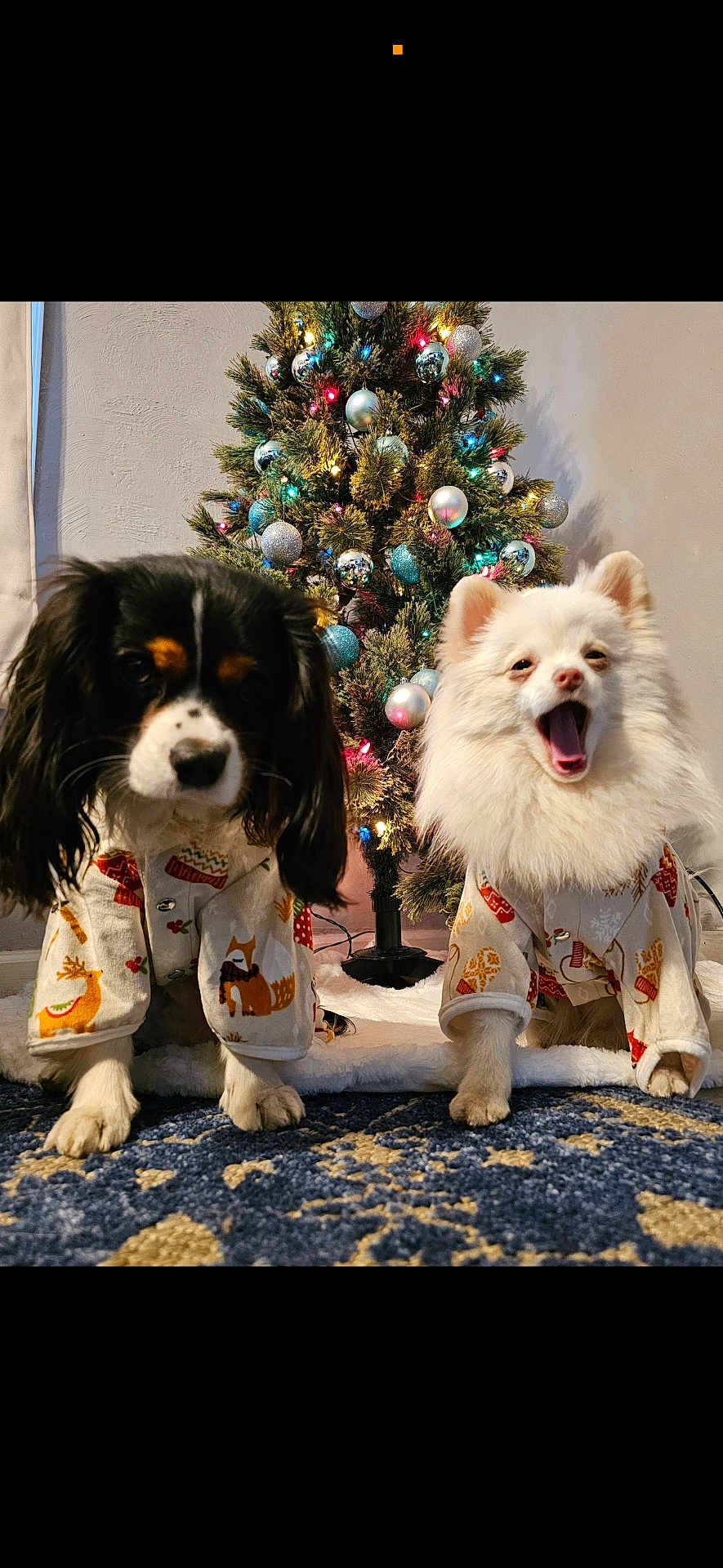 Mushu And Cricket joined the competition — help win amazing prizes! dog, christmas_tree, holiday, pajamas, decorations, indoor, festive, cute, pets, canine, carpet, lights, ornaments, two_dogs, yawning, black_dog, white_dog, celebration, cozy, home