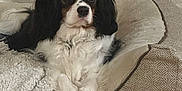 Mushu And Cricket is registered to the contest to win money with this photo: dog, cavalier_king_charles_spaniel, pet, indoor, couch, blanket, fur, resting, relaxed, animal, companion, cute, cozy, home, furniture, portrait, looking, black, white, brown