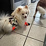 Mushu And Cricket is registered to the contest to win money with this photo: dog, white_dog, camo, dog_booties, kitchen, tile_floor, small_dog, fluffy, indoor, pet, animal, floor_cracks, appliance, stove, refrigerator, walking_dog, multiple_dogs, fur, cute, domestic