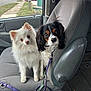 dog, white_dog, black_white_dog, car_interior, car_seat, leash, seatbelt, window, suburban, side_by_side, pet, animal, canine, curious, looking_at_camera, seat, vehicle, daytime, outdoor_view, fur