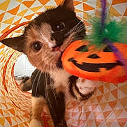 Matcha joined the competition — help win amazing prizes! cat, kitten, animal, pet, black_and_white, tuxedo_cat, blue_eyes, whiskers, ears, face, paws, sitting, halloween, pumpkin, costume, decoration, ribbon, colorful, patterned_background, indoors
