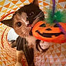 cat, kitten, animal, pet, black_and_white, tuxedo_cat, blue_eyes, whiskers, ears, face, paws, sitting, halloween, pumpkin, costume, decoration, ribbon, colorful, patterned_background, indoors