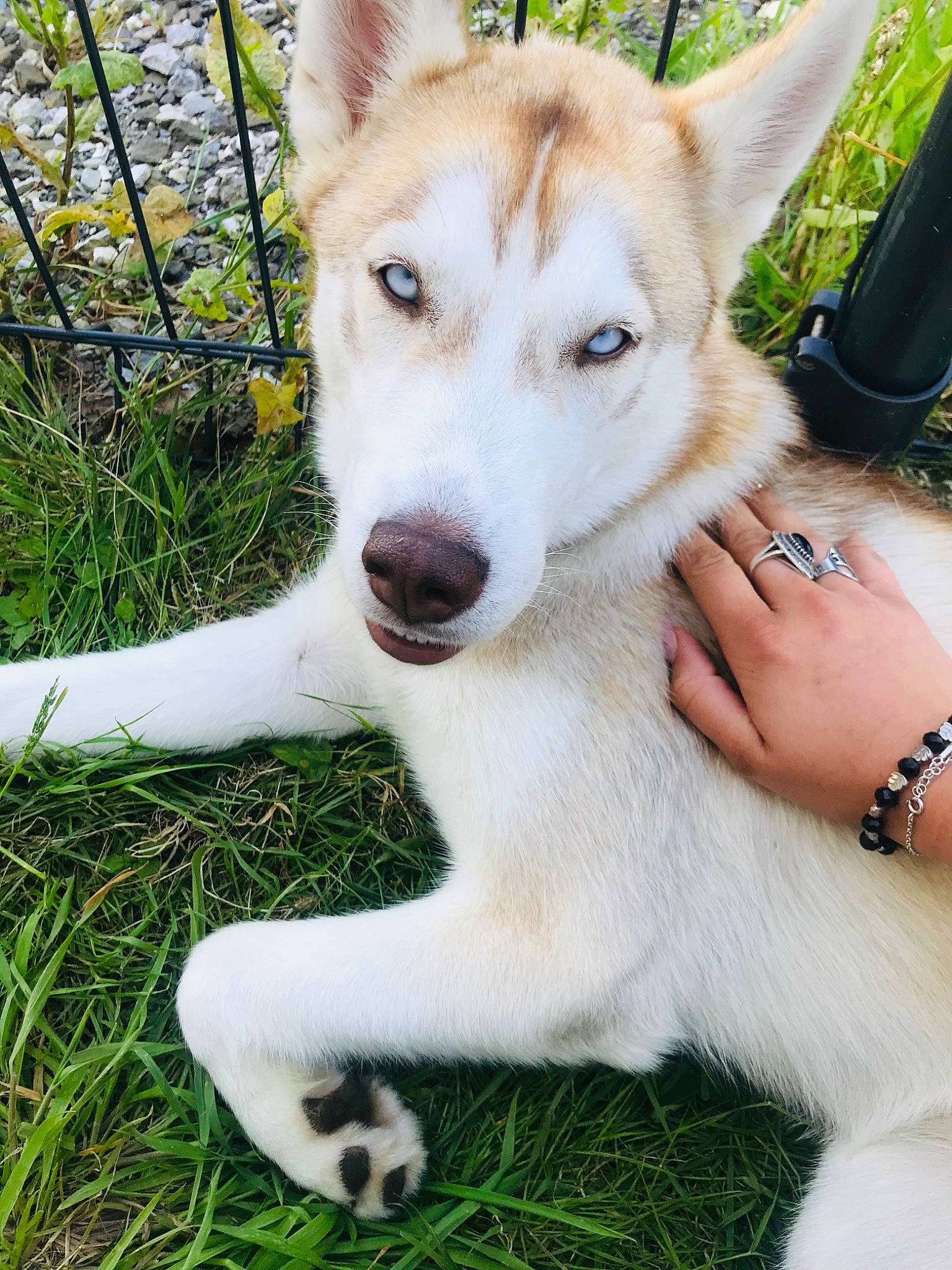 Plume a rejoint le concours — aidez-le/la à gagner de superbes lots ! ancient_dog_breeds, canaan_dog, canidae, carnivore, companion_dog, dog, dog_breed, east_siberian_laika, mammal, native_american_indian_dog, northern_inuit_dog, saarloos_wolfdog, sakhalin_husky, seppala_siberian_sleddog, siberian_husky, sled_dog, snout, tamaskan_dog, vertebrate, wolfdog