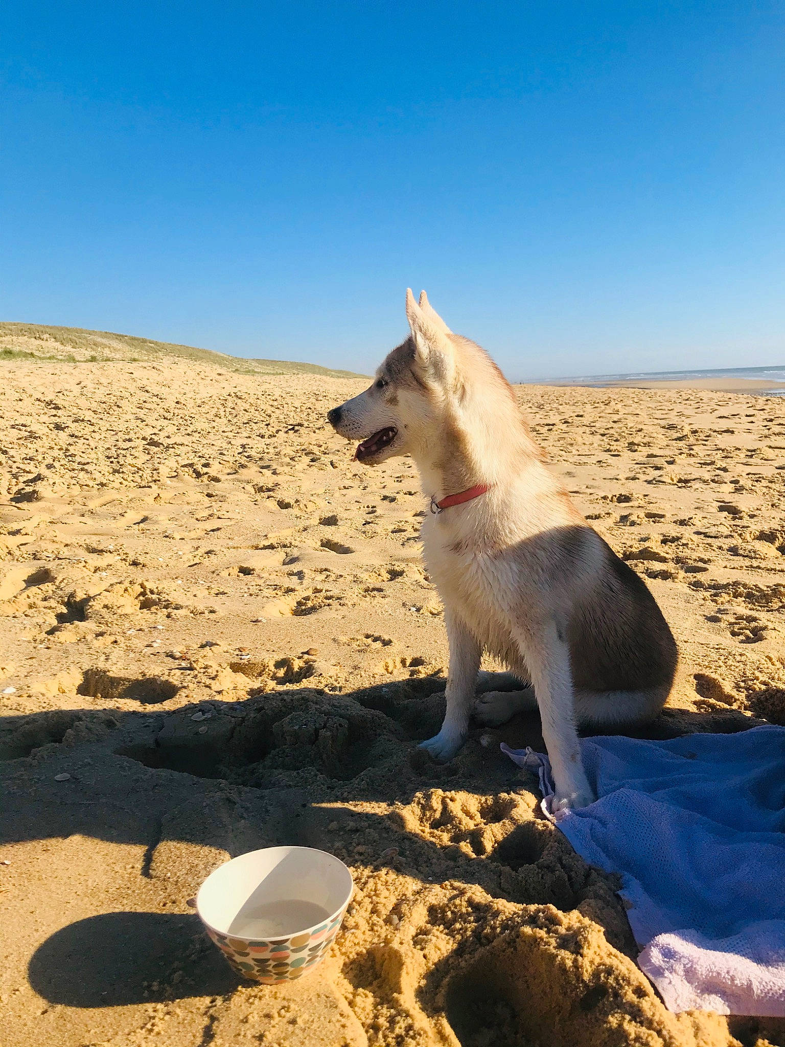 Plume participe au concours pour gagner de l'argent avec cette photo : berger_blanc_suisse, canaan_dog, canidae, carnivore, carolina_dog, czechoslovakian_wolfdog, dog, dog_breed, fawn, greenland_dog, korean_jindo_dog, mammal, non_sporting_group, norwegian_buhund, sand, vacation, white_shepherd, working_dog