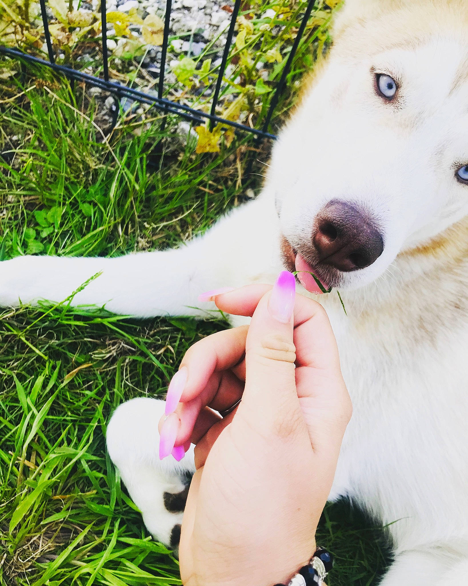 Plume a rejoint le concours — aidez-le/la à gagner de superbes lots ! berger_blanc_suisse, canidae, carnivore, companion_dog, dog, dog_breed, hand, mammal, nail, non_sporting_group, nose, puppy, samoyed, white_shepherd