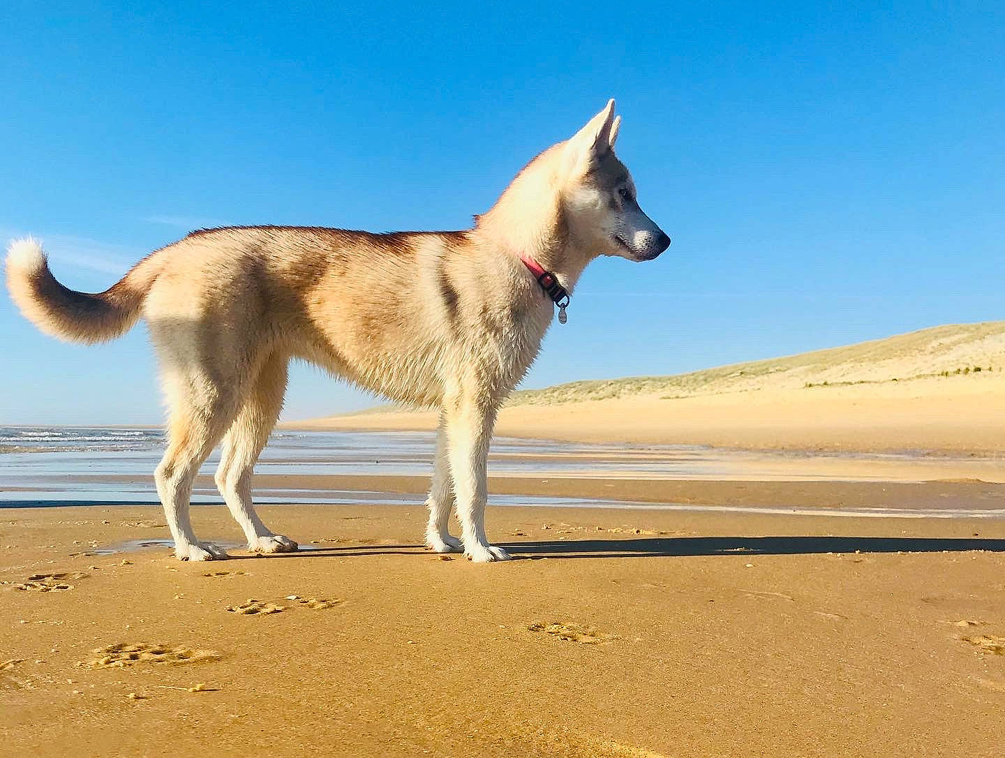 Plume a rejoint le concours — aidez-le/la à gagner de superbes lots ! canaan_dog, canidae, carnivore, carolina_dog, dog, dog_breed, east_siberian_laika, greenland_dog, kunming_wolfdog, mammal, native_american_indian_dog, northern_inuit_dog, saarloos_wolfdog, seppala_siberian_sleddog, siberian_husky, tamaskan_dog, vertebrate, working_dog