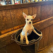 Ringo joined the competition — help win amazing prizes! chihuahua, dog, bucket, barn, wooden_wall, animal, pet, standing, ears, eyes, rustic, farm, indoor, curious, small_dog, container, handle, floor, metal_bars, lighting