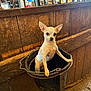 chihuahua, dog, bucket, barn, wooden_wall, animal, pet, standing, ears, eyes, rustic, farm, indoor, curious, small_dog, container, handle, floor, metal_bars, lighting