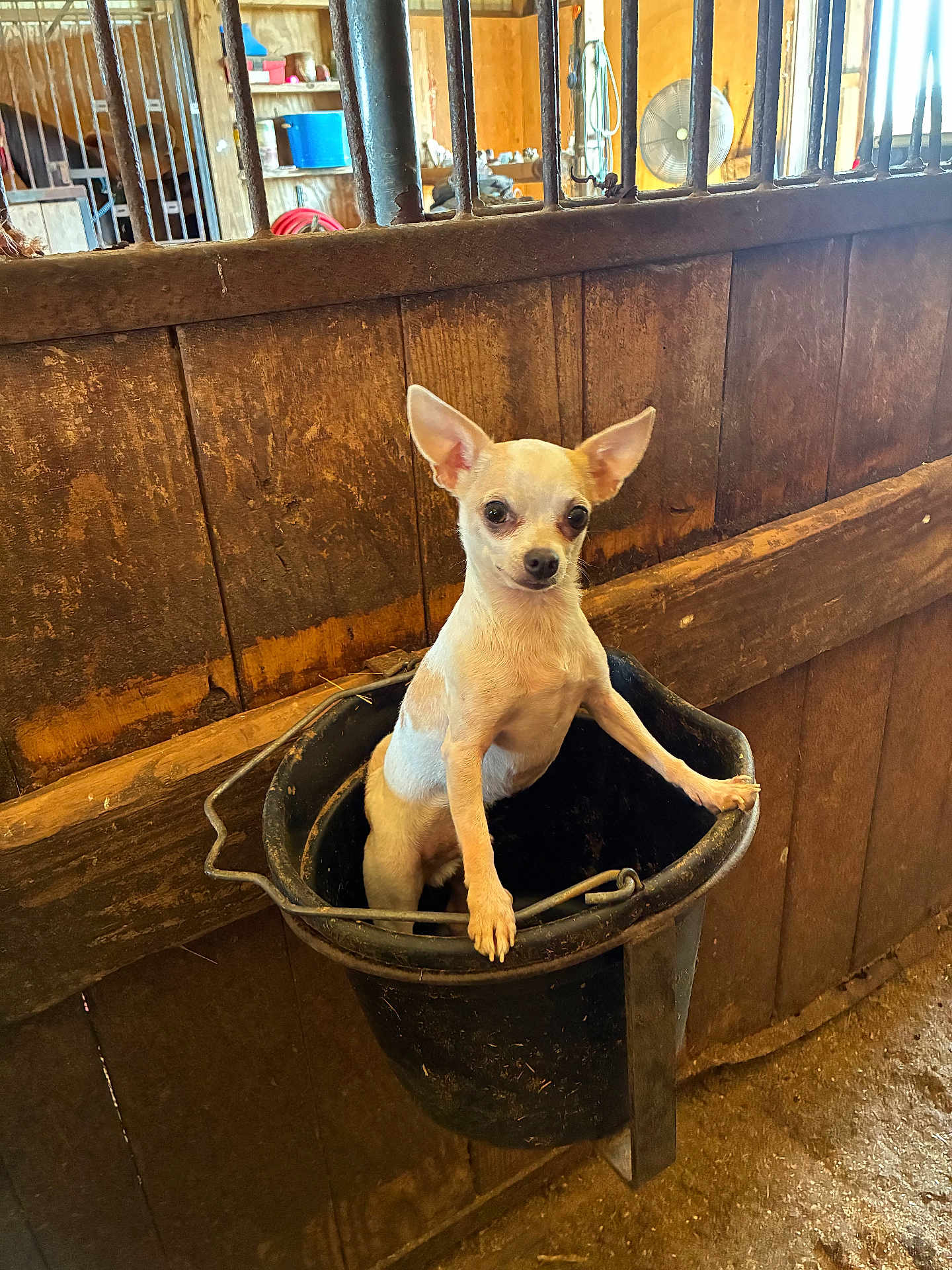 Ringo joined the competition — help win amazing prizes! chihuahua, dog, bucket, barn, wooden_wall, animal, pet, standing, ears, eyes, rustic, farm, indoor, curious, small_dog, container, handle, floor, metal_bars, lighting