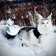Zeus Thunderbolt is registered to the contest to win money with this photo: cat, snow, outdoor, animal, feline, long_hair, white, black, winter, nature, fur, pet, wild, harness, tail, eyes, ears, forest, cold, walking